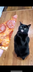 Pizza Cat logo