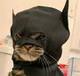 CATMAN logo