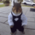 The Dancing Squirrel logo