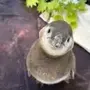 PEDRO
