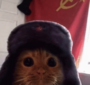 кот