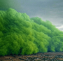 fartstorm
