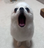 PEKIPOM