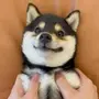Manyu
