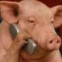 PIGPHONE