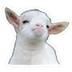 $BABYGOAT logo