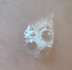 Spitfish logo