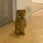 bonchi