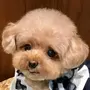 miso