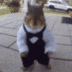 The Dancing Squirrel logo