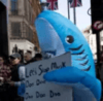 Shark