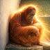 Opal The Orangutan logo
