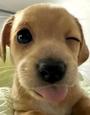 wink