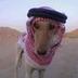 arab dog logo