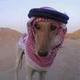 arab dog logo