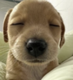 Sleepilly logo