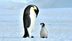 TOMS PENGUIN MEMECOIN logo