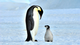 TOMS PENGUIN MEMECOIN logo