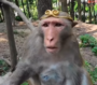 LaoLiu