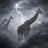 GIRAFFES