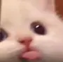 BLEP