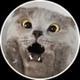 Chartreux Cat logo
