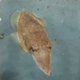 Polite Cuttlefish logo