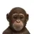 ape