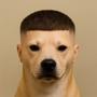fade