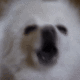 Barking Dog logo