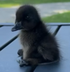 scoot the duckling logo