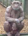 APE