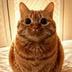 Stupid Orange Cat logo