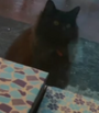BEAN