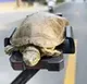 Jeni the Fly Turtle logo