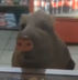 El Senor Pumba logo
