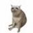 CASHCAT