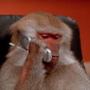MONKEPHONE