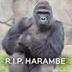 Harambe logo