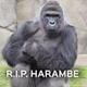 Harambe logo
