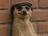MEERKAT