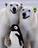 POLARBEARS