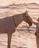 BullHorse
