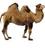 camel