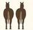 HORSEASS