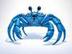 King Crab logo