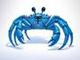 King Crab logo
