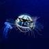 immortal jellyfish logo