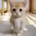 Rue Cat logo