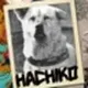  Hachik logo